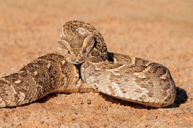 Je li ovo nasmrtonosnija zmija na svijetu?